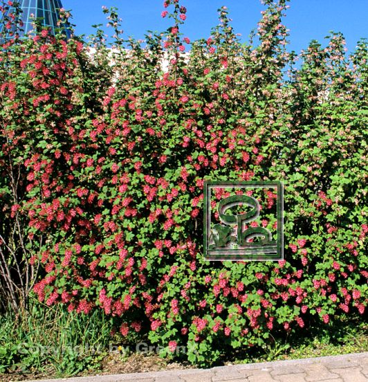 Ribes sanguineum Bund deutscher Baumschulen (BdB) e.V