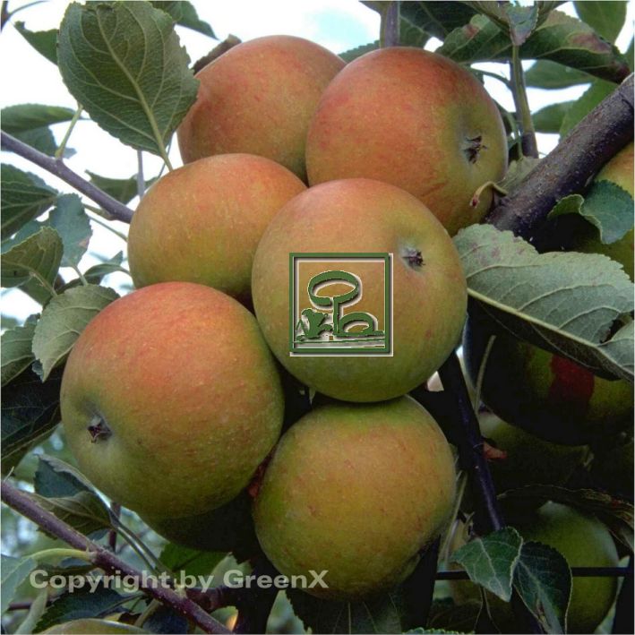 Malus domestica "Cox Orange" Bund deutscher Baumschulen