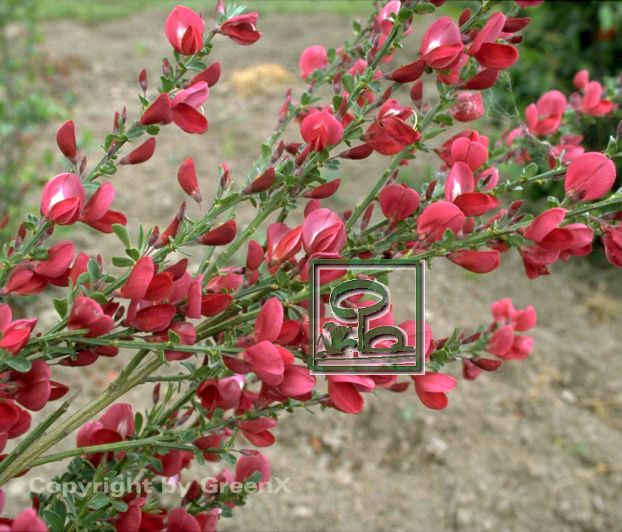 Cytisus Scoparius "Boskoop Ruby" - Bund Deutscher Baumschulen (BdB) E.V ...